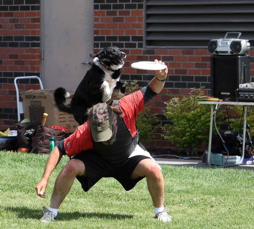 Border Collie jumps over trainer to grab disc, 2012 at KCL