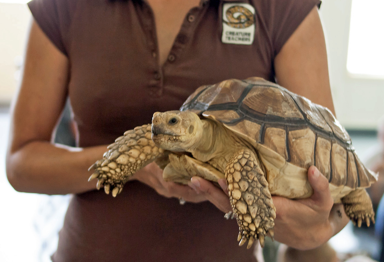 Shanti Kriens of Creature Teachers holds a live tortoise