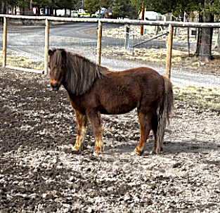 JJ the little brown pony
