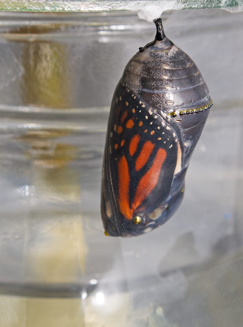 A late-stage Monarch butterfly chrysalis with the orange and black wing pattern visible