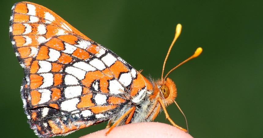 A Snowberry Checkerspot, an orange and black butterfly with white spots, rests on a fingertip.