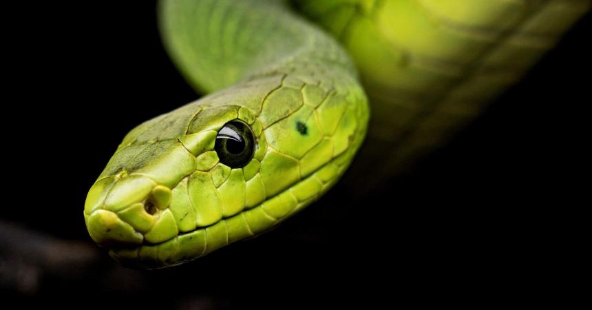 A photo of a bright green snake.