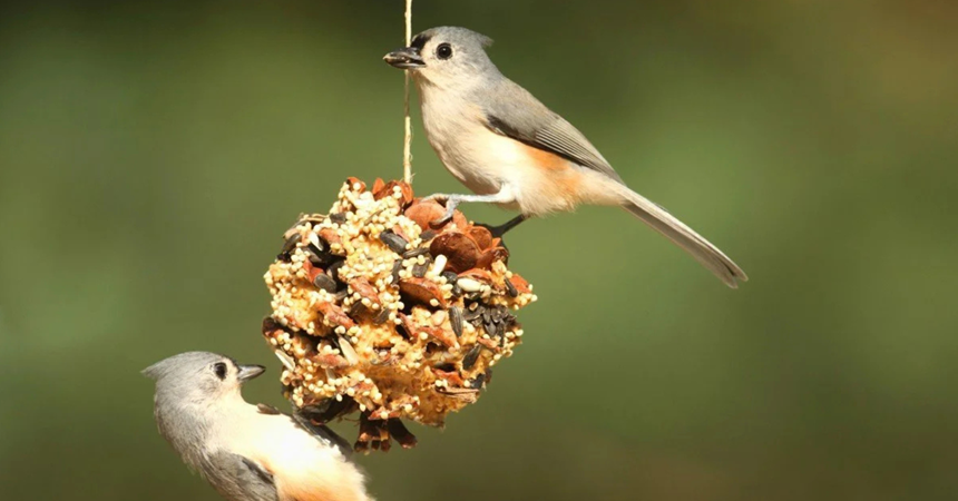 Two small gray birds cling to a pine cone that's been dipped in peanut butter and rolled in bird seed.