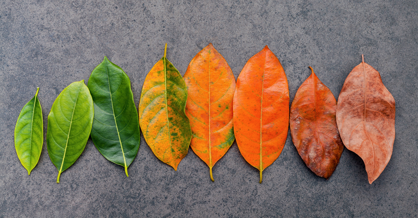 A row of leaves at gradual stages of growth, from brand-new green to dry and brown..