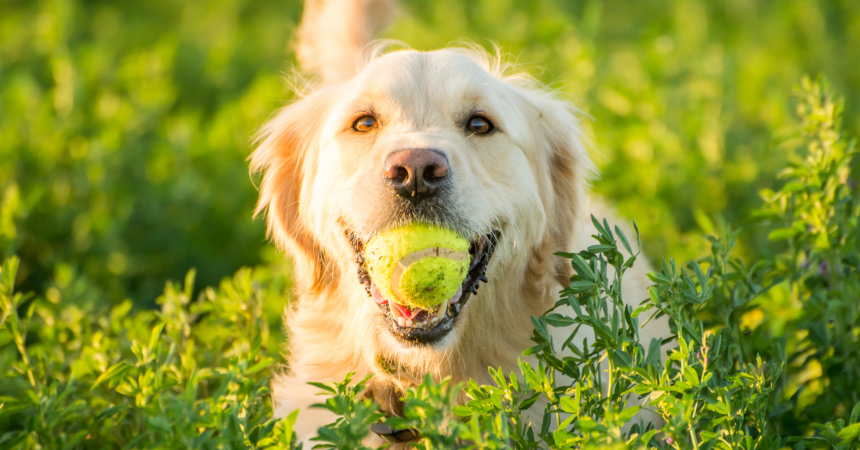 A golden retriever holds a tennis ball in its mouth, standing in a field of plants so high that only the dog's head and tail are visible.