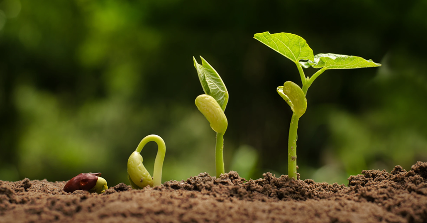 A very young bean seedling emerging from the ground.