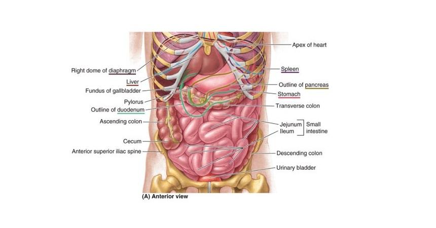 A scientific diagram of the major organs in the human torso.