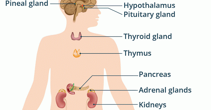 A diagram labeling some of the major components of the endocrine system: the hypothalamus, pineal gland and pituitary gland in the brain; the thyroid gland in the throat, the thymus gland in your chest near your heart;  and the pancreas, adrenal glands and kidneys in your lower torso.