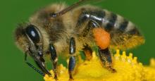 A close-up photo of a honeybee perched on a yellow flower. Pollen is dusted all over the bee.