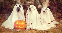 Three dogs in simple ghost costumes (a white sheet with holes cut for their eyes and snouts) sit next to a lit jack-o-lantern.