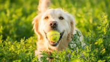 A golden retriever holds a tennis ball in its mouth, standing in a field of plants so high that only the dog's head and tail are visible.